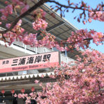 【三浦海岸】2月に咲く河津桜で桜まつり!ランチ・おやつ・ディナーも紹介！