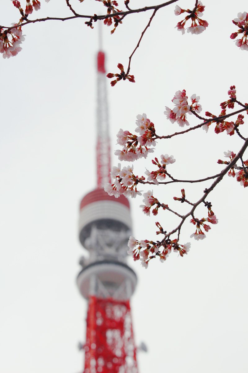 東京タワーと芝公園の桜