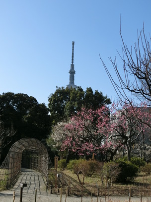 東京 向島百花園の梅まつり 見頃やイベントをご紹介 手ぶらでｇｏ