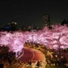 東京ミッドタウンの桜をレストランで【花粉症が花見】する方法は?