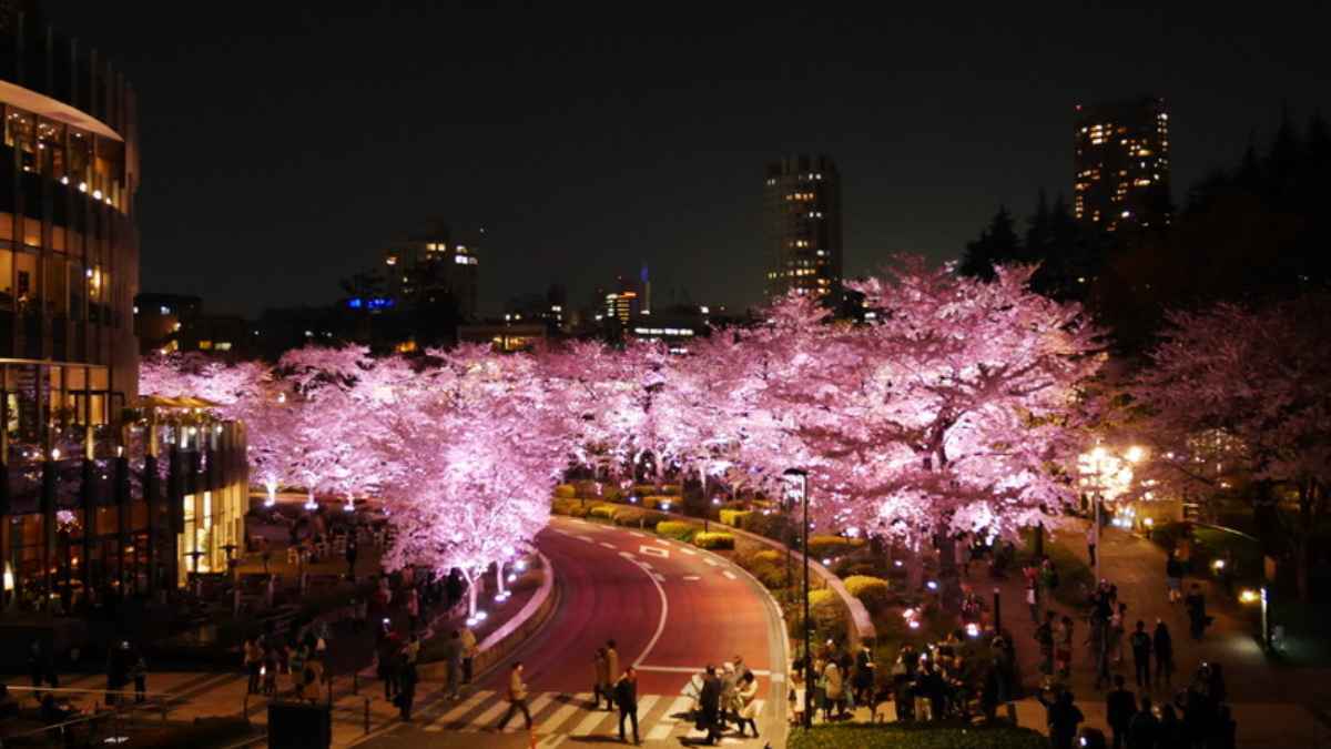 東京ミッドタウンの桜をレストランで 花粉症が花見 する方法は 手ぶらでｇｏ